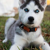 Husky