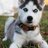 Husky